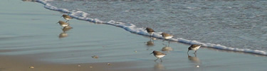 Shorebirds feeding in the surf